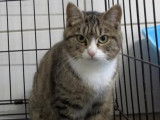 Adoption disponible : chatte tigré blanc