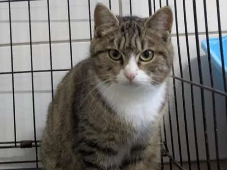 Adoption disponible : chatte tigré blanc