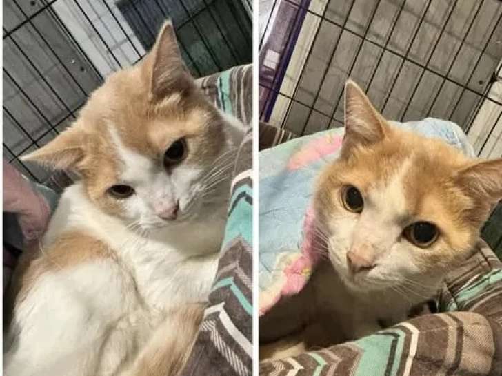 À adopter, chat au pelage beige