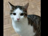 À accueillir, chaton mâle gris et blanc