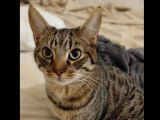 En attente d'une famille, chaton mâle de 10 mois