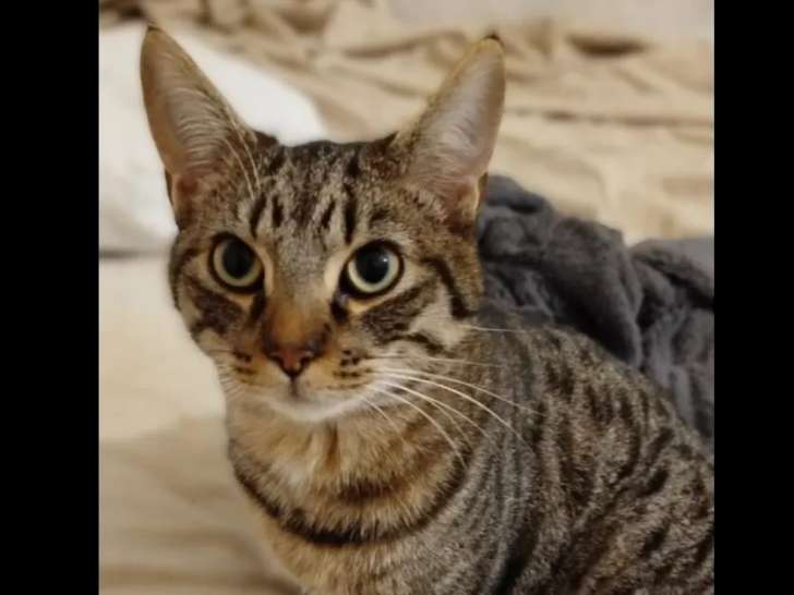 En attente d'une famille, chaton mâle de 10 mois