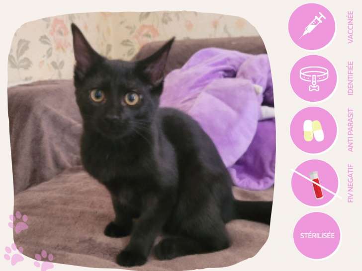 En quête d’une famille, chatte noire