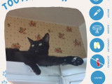 Adoption disponible : chat âgé de 2 ans