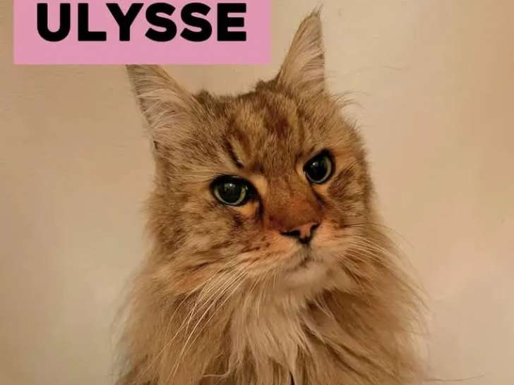 À adopter : chat marron