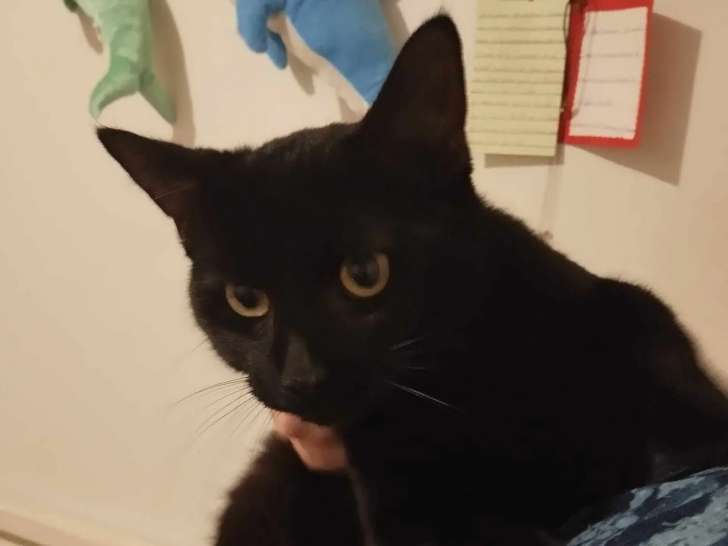 Prêt pour l’adoption : chaton mâle noir