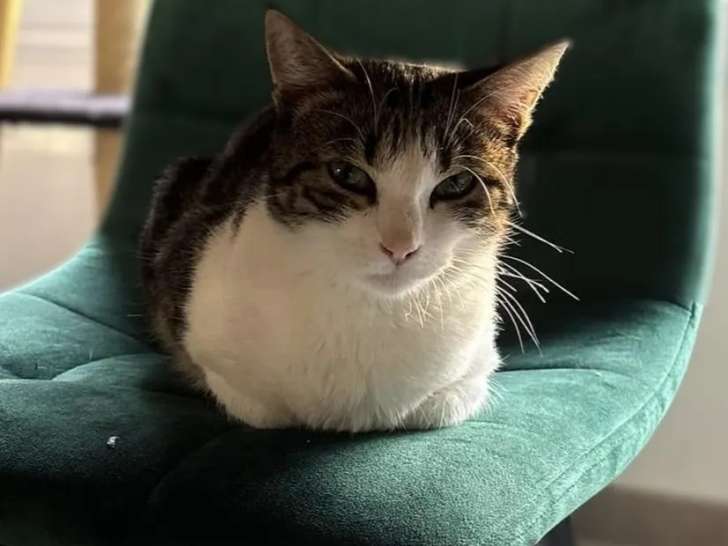 En attente d'une famille : chatte de 2 ans