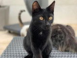 Adoption disponible : chaton mâle de 9 mois