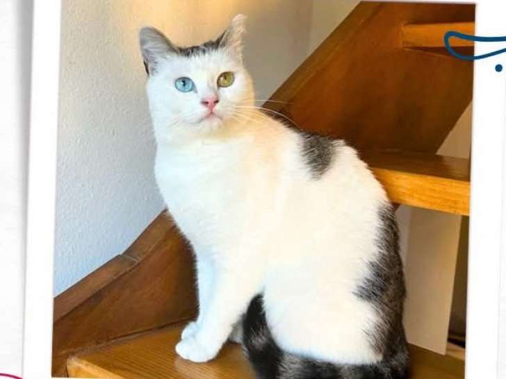 À adopter : chatonne tigré blanc