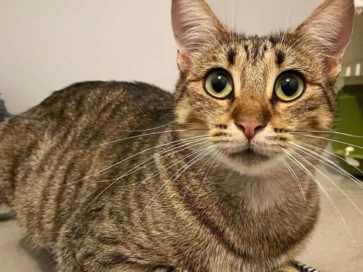 Disponible à l'adoption : chatte tigrée