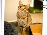 Disponible à l'adoption : chatte tigrée