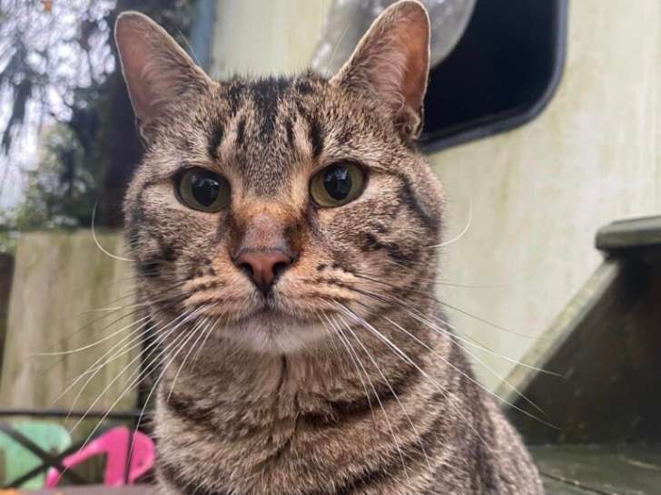 À la recherche d’une famille : chat âgé de 3 ans