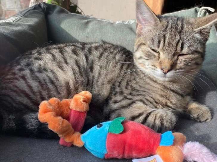 Chatonne de 6 mois disponible à l'adoption