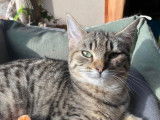 Chatonne de 6 mois disponible à l'adoption