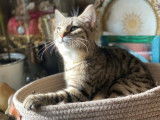 Chatonne de 6 mois disponible à l'adoption