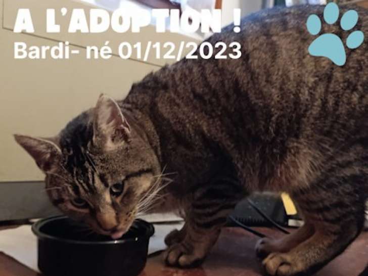 Chat tigré gris en attente d'un foyer