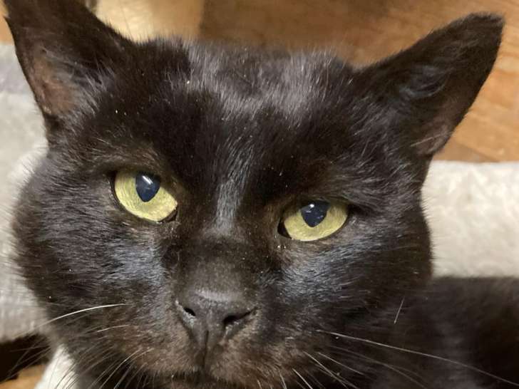 Disponible à l'adoption : chat âgé de 7 ans