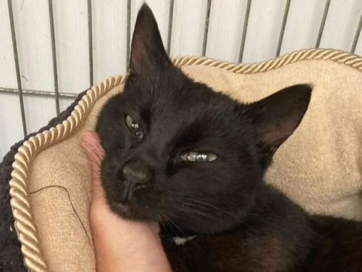 En attente d’adoption : chatte de 4 ans