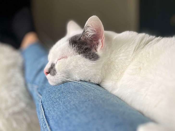 Chatte de 3 ans en attente d'adoption