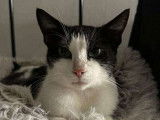 Disponible à l'adoption, chatte âgée de 2 ans