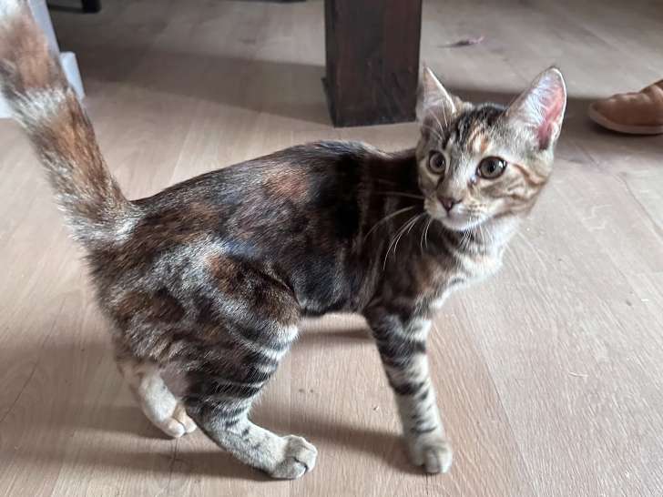 En attente d'adoption, chatonne de 4 mois