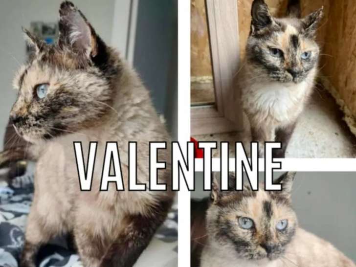 Chatte d'un an à adopter