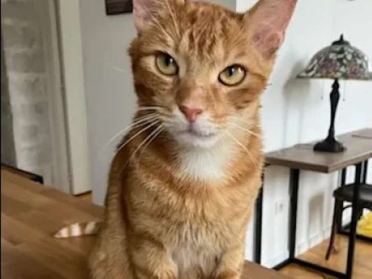 Chat tigré roux disponible à l'adoption