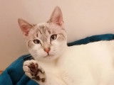 Disponible à l'adoption, chatonne seal point