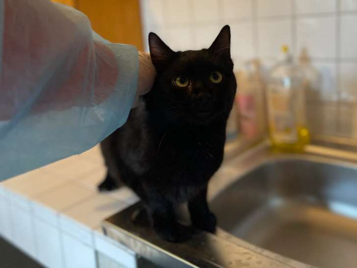 En attente d'adoption, chat âgé d'un an