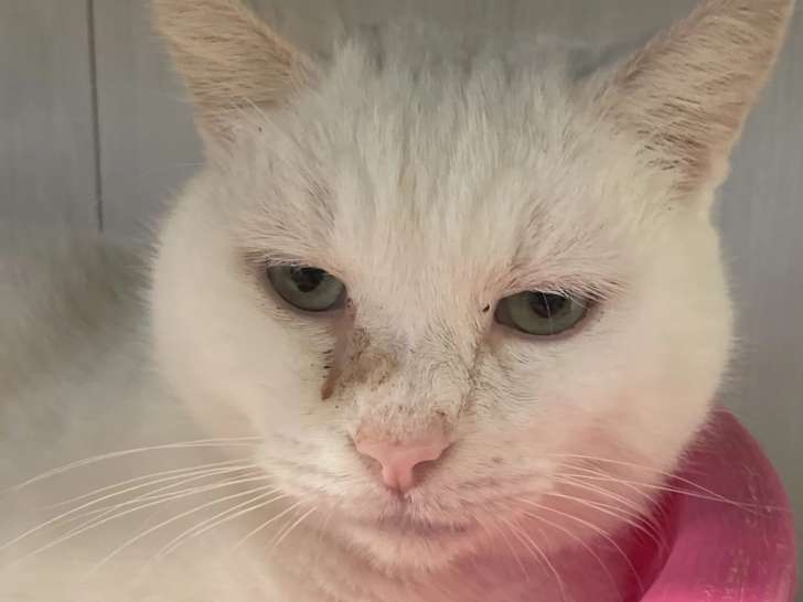 En quête d'une famille : chatte blanche