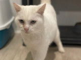 En quête d'une famille : chatte blanche