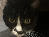 Chatte d'un an à adopter