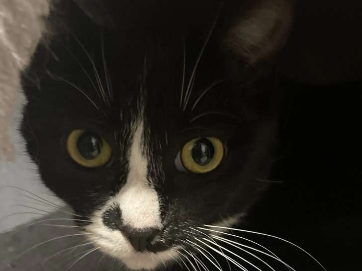 Chatte d'un an à adopter