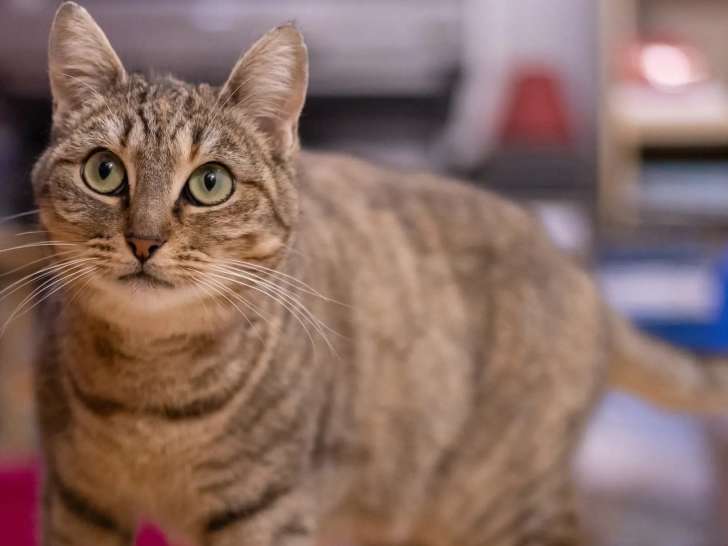 À adopter : chatte d’un an