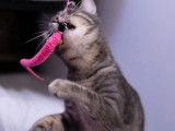 Disponible à l'adoption : chatte âgée d'un an
