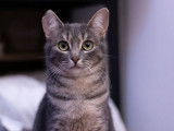 Disponible à l'adoption : chatte âgée d'un an