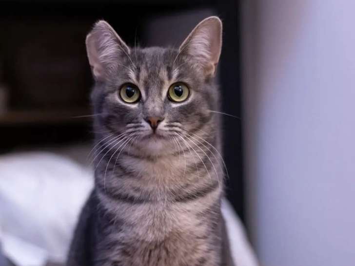 Disponible à l'adoption : chatte âgée d'un an
