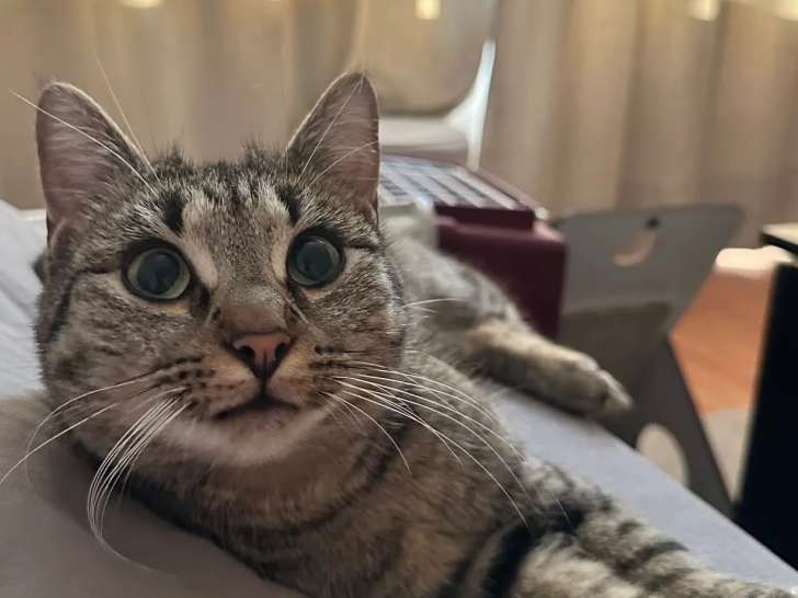 En attente d'adoption : chatte d’un an