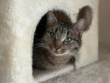 En attente d'adoption : chatte d’un an