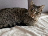 En attente d'adoption : chatte d’un an