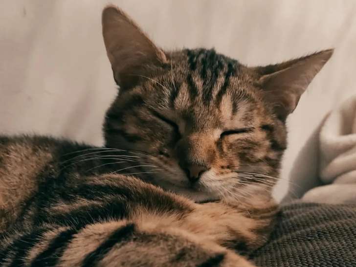 En quête d’un foyer : chaton mâle de 5 mois