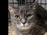 À la recherche d’un foyer : chatte adulte