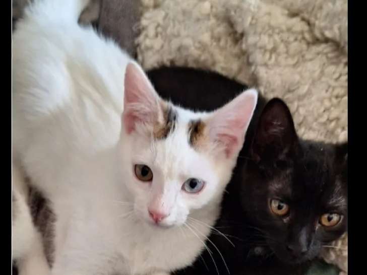 Disponibles à l'adoption, 2 chatons mâle et femelle