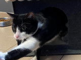 À adopter : chat âgé d'un an