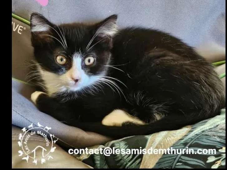 Chatonne de 4 mois à adopter