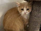 À adopter : chatte roux et blanc