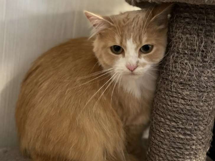 À adopter : chatte roux et blanc
