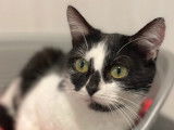 Disponible à l'adoption : chatte noir et blanc