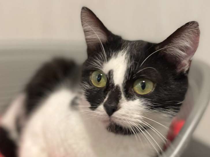Disponible à l'adoption : chatte noir et blanc