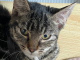 En attente d’adoption : chaton mâle tigré gris